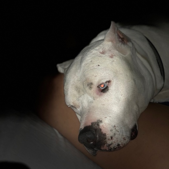 Meet your Posher, Janice - Picture 1 of 1